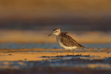 Wood sandpiper (Tringa glareola) searching for food in the wetlands.