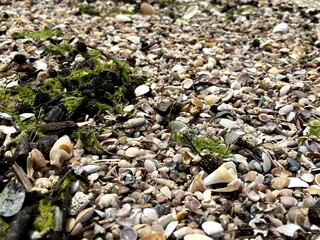 Seashells and seaweed on beach tropical 