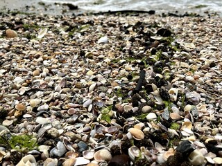 Seashells and seaweed on beach tropical 