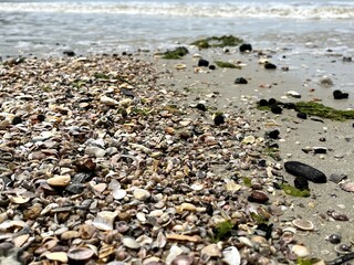 Seashells and seaweed on beach tropical 