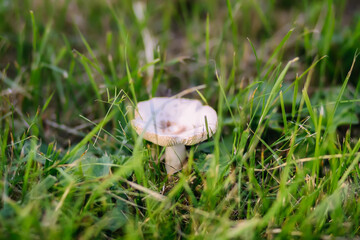 The mushroom grow in autumn forest.