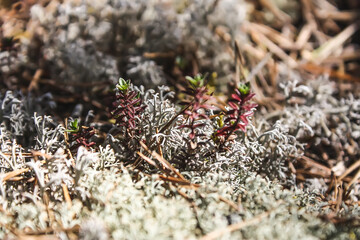 Moss and lichen grow in a forest