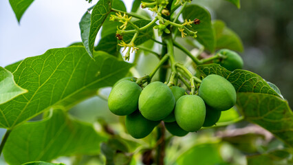 Jatropha curcas is a species of flowering plant in the spurge family, Euphorbiaceae