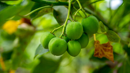 Jatropha curcas is a species of flowering plant in the spurge family, Euphorbiaceae
