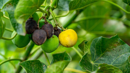 Jatropha curcas is a species of flowering plant in the spurge family, Euphorbiaceae