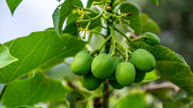 Jatropha curcas is a species of flowering plant in the spurge family, Euphorbiaceae