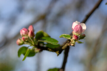 Kwitnąca jabłoń