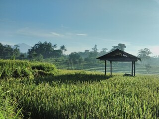 View of the rice field in the village 