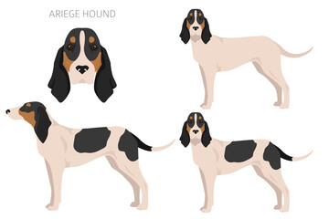 Ariege hound clipart. Different poses, coat colors set