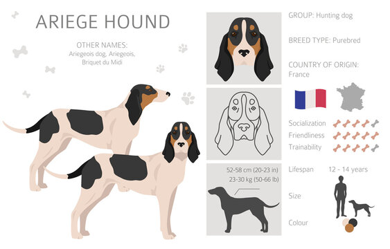 Ariege hound clipart. Different poses, coat colors set