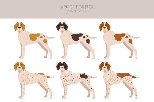 Ariege pointer clipart. Different poses, coat colors set