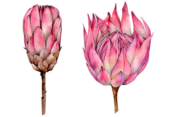 Pink Hand Drawn Watercolor Protea Flower Illustrations isolated on white background. Watercolour Exotic Tropical Flowers. Boho Floral Clipart perfect for wedding invitations, prints, cards and fabric