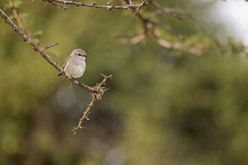An African Grey Flycatcher (Melaenornis microrhynchus) perched on a branch.