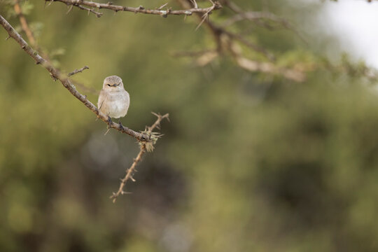 An African Grey Flycatcher (Melaenornis microrhynchus) perched on a branch.