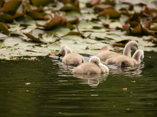 Mute swan cygnets on the water