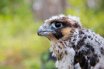 A Peregrine Falcon (Falco Peregrinus) juvenile bird getting bird banded.