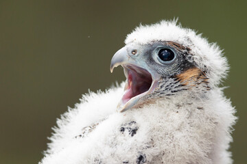 A Peregrine Falcon (Falco Peregrinus) juvenile bird getting bird banded.