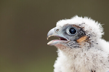 A Peregrine Falcon (Falco Peregrinus) juvenile bird getting bird banded.
