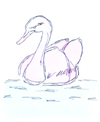 Swan in water. Watercolor, art decoration, sketch. Illustration hand drawn modern