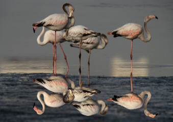 A 180 degree rotated image of a flock of Greater Flamingos reflection on water at Tubli bay, Bahrain