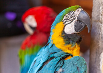 a couple of colorful parrots