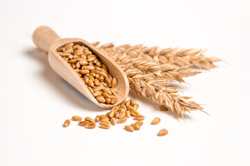 Wheat grain in wooden scoop and bundle of wheat spikes isolated on white. Concept of food supply,...