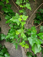 plants in a vegetable garden