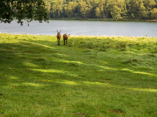 Roe deer in the spring at Tatton Park, Knutsford, Cheshire, Uk