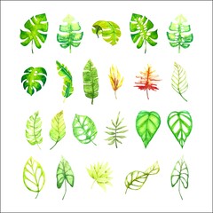 Set of hand drawn tropical leaf illustration. Botanical foliage monstera leaf collection.