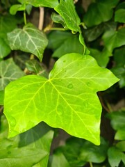 green leaves background