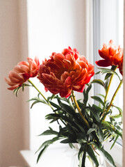 Delicate peonies on the table in the living room. 
Macro peonies, harmony at home