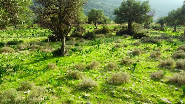 Summer forest Aerial landscape, Beautiful large Olive tree and green grass in the field. Cyprus at sunny weather, Pure nature concept