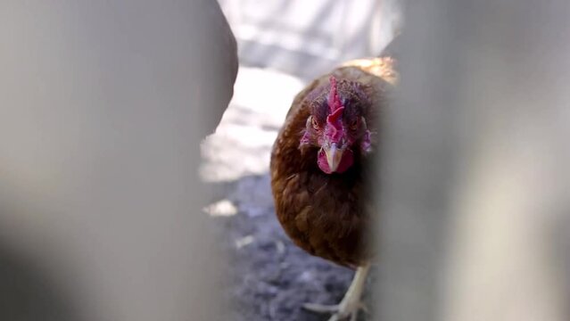 The chicken looks dangerously into the camera, slow motion