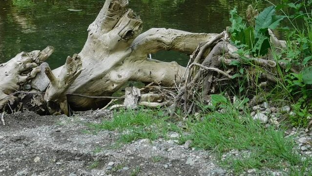 White dry tree by the river