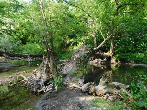 Trees fell across the river with roots photo