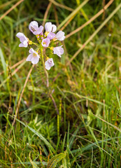 Cuckoo flower growing in fields at Pickmere Lake, Knutsford, Cheshire, UK