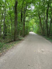 Fototapeta premium road in the woods