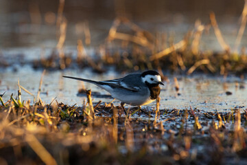 Close-up of an adorable White wagtail walking in water during a beautiful spring evening
