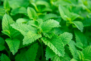 Mint