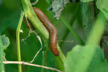 Moving millipede in the cucumber plant in the garden.