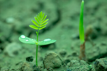 Growing plant with water drops in its leaf.