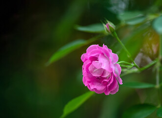 A close-up of the fuchsia rose