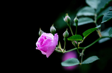 A close-up of the fuchsia rose © Sun