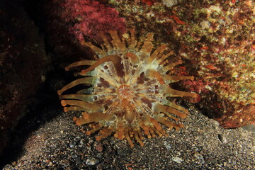Naklejka premium Anemone in its marine habitat