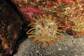 Naklejka na ściany i meble Anemone in its marine habitat
