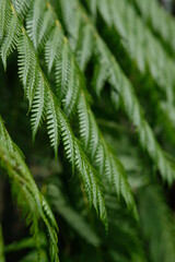 Green leaves looks fresh itself