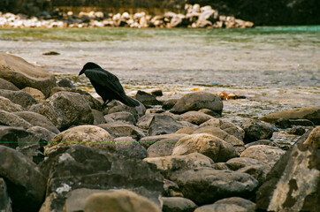 A crow on the Bow River
