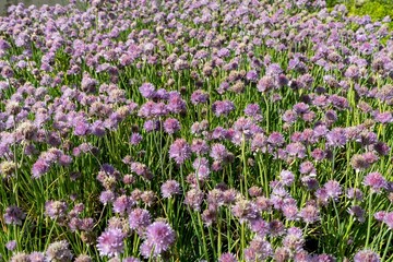 Obraz premium close-up photo of a Allium schoenoprasum