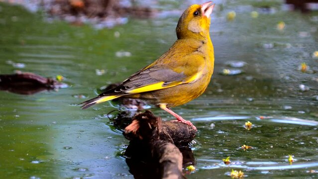 European greenfinch male bird drinking water with spring forest sound, Chloris