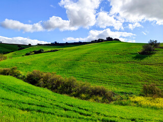 Meadows in springtime